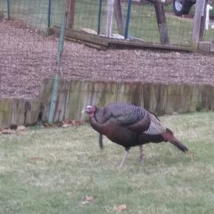 Meet your Posher, Lois